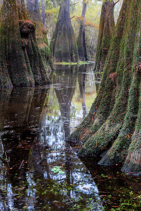 Cypress Trunks Photograph by Alex Mironyuk