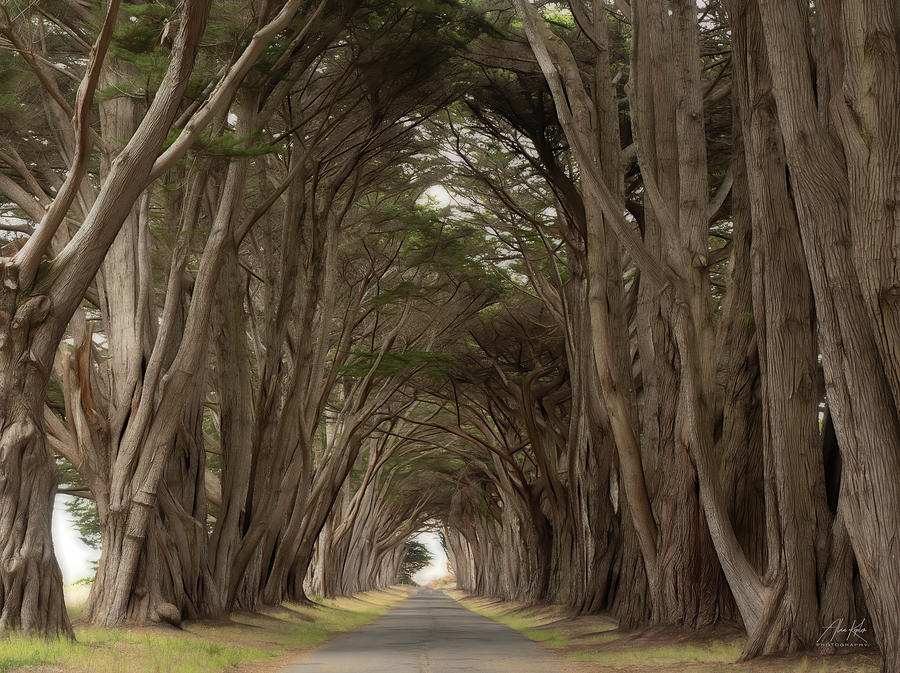 Cypress Tunnel Photograph