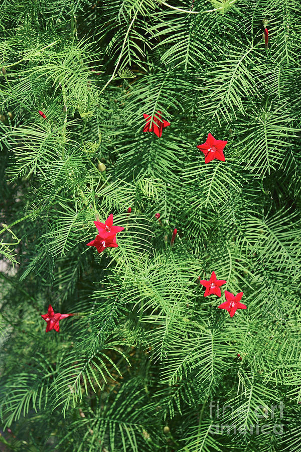 Cypress Vine (ipomoea Quamoclit) Photograph by Dr. Nick Kurzenko ...