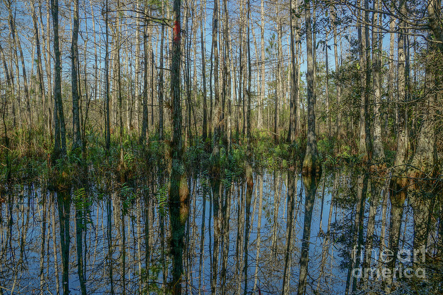 Cypress Wetland Photograph by Brian Kamprath