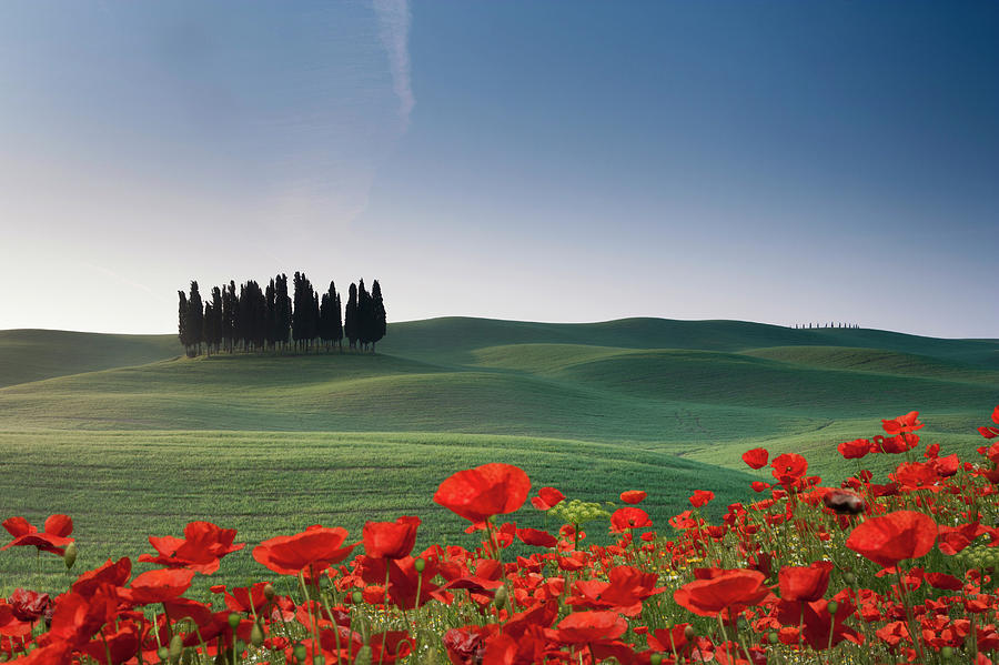 Cypresses And Red Poppies Photograph by Buena Vista Images