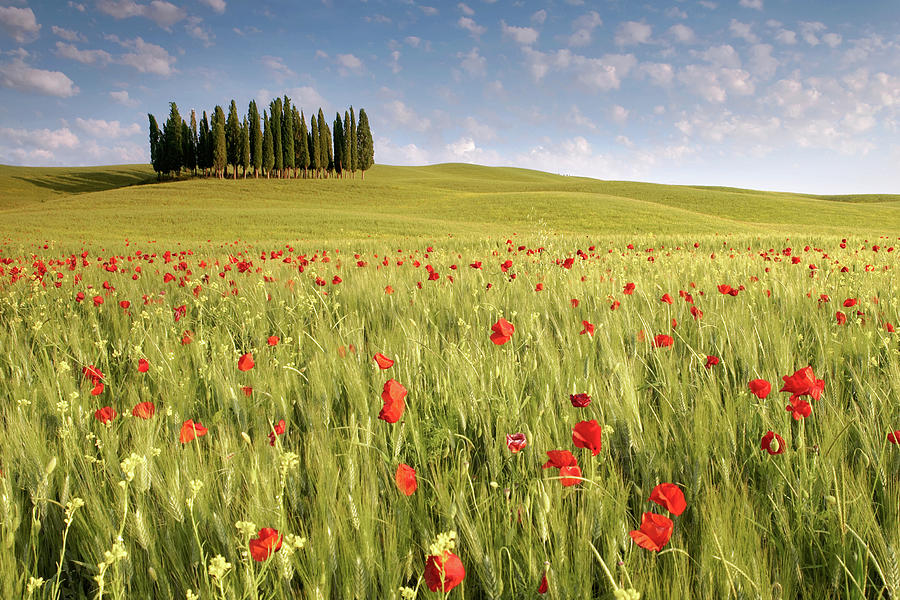 Cypresses In Wheat Field With Poppies Photograph by Michele Berti