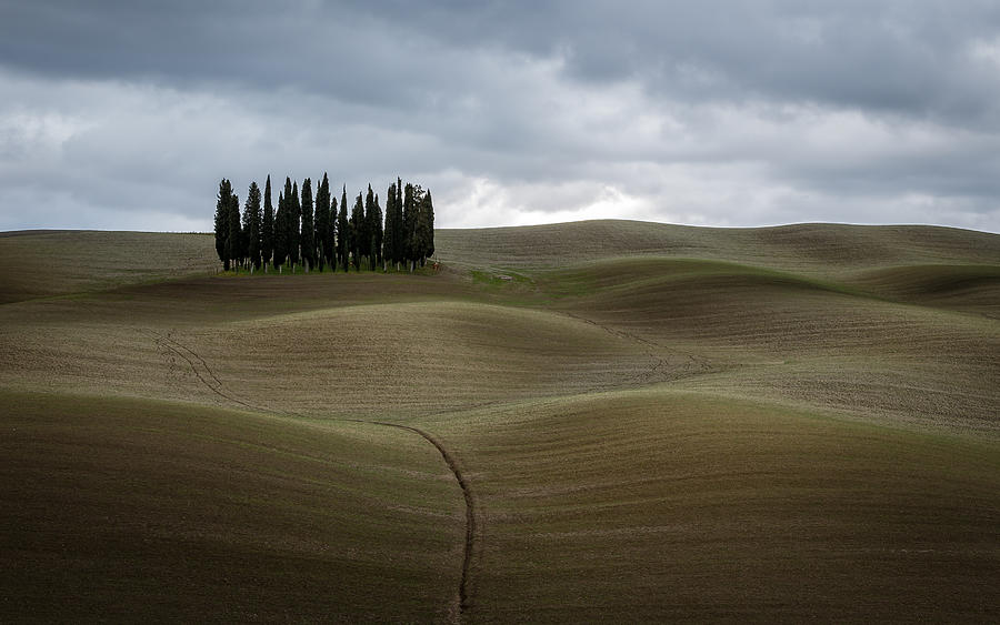Landscape Photograph - Cypresses by Sergio Barboni