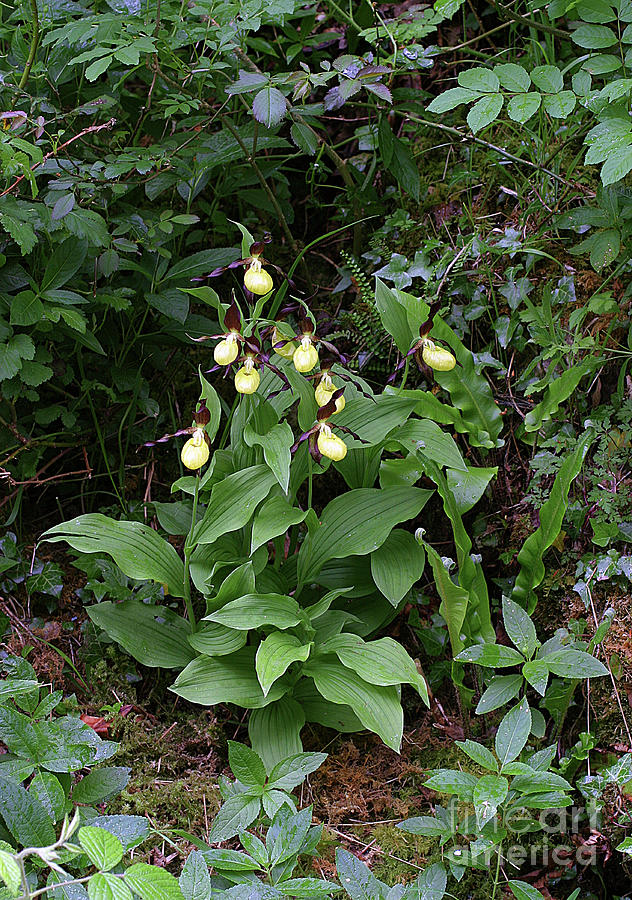 Cypripedium Calceolus Orchid Photograph by John Devries/science Photo Library