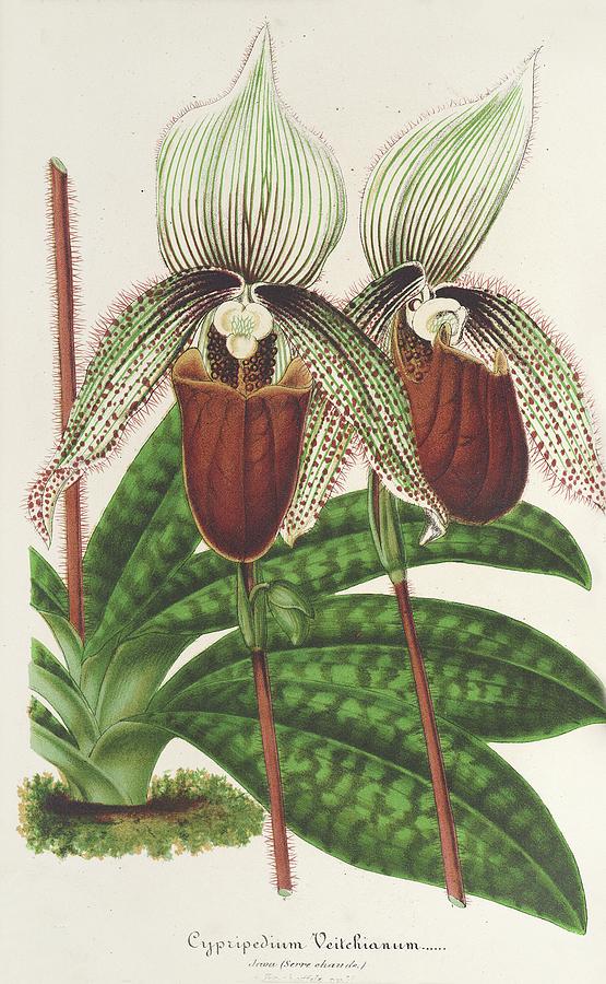 Cypripedium Veitchianum Painting by Charles Antoine Lemaire - Fine Art ...