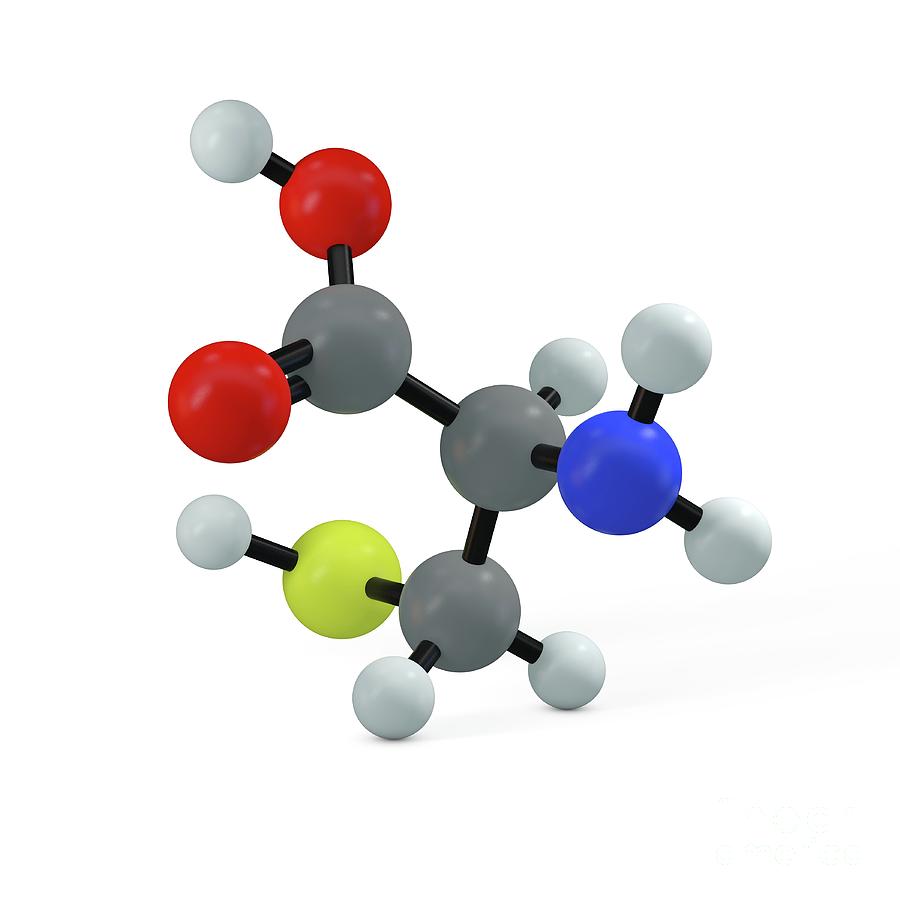 Cysteine Molecule Photograph By Adam Brackenbury Science Photo Library Pixels