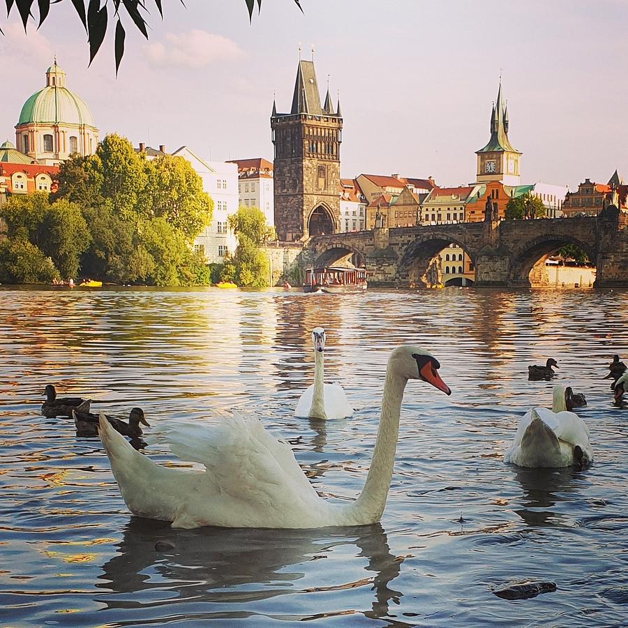 Czech Swans Swimming Photograph by Andrea Whitaker
