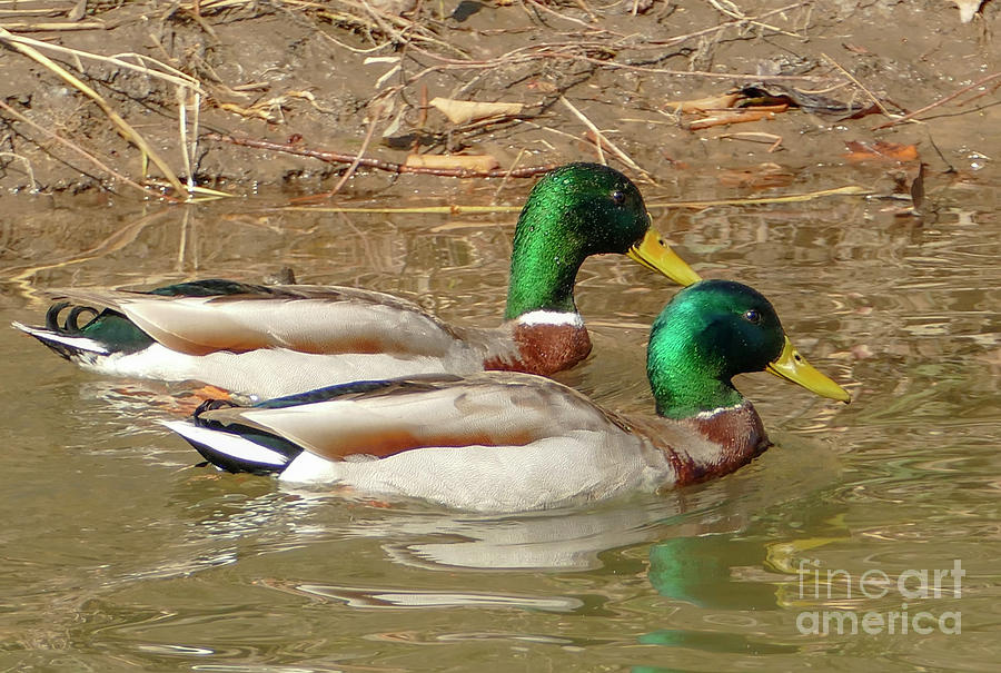 Dabbing Ducks Mallards Photograph by Sandra Js
