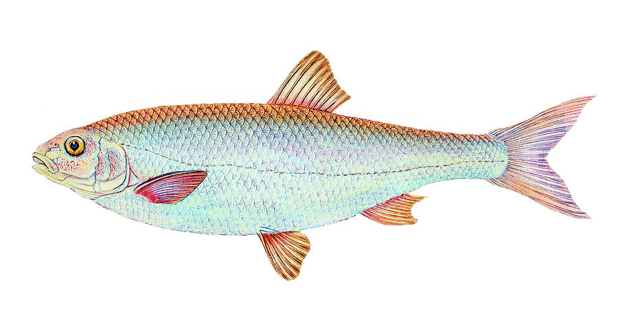 Dace  Drawing by David Letts