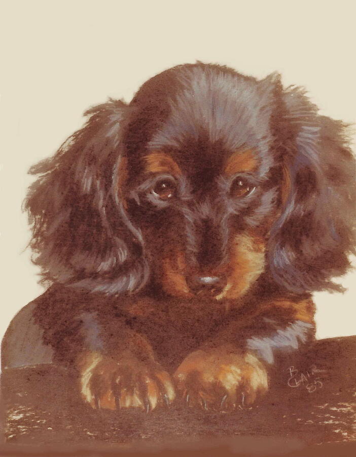 Dachie Pastel by Barbara Keith