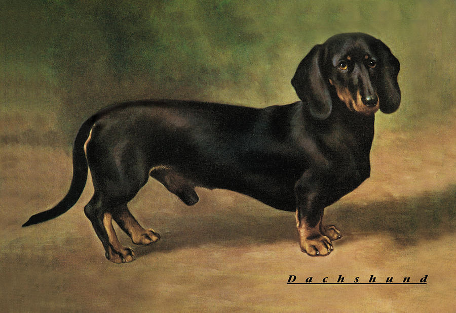 Dachshund Earl Satin Painting by Unknown