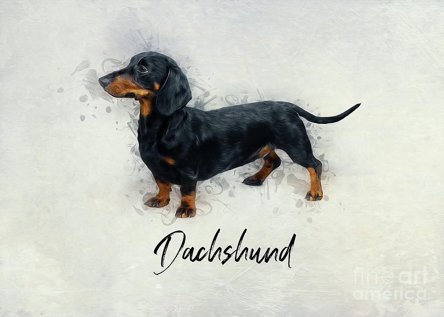 Dachshund by Ian Mitchell Dachshund by Ian Mitchell