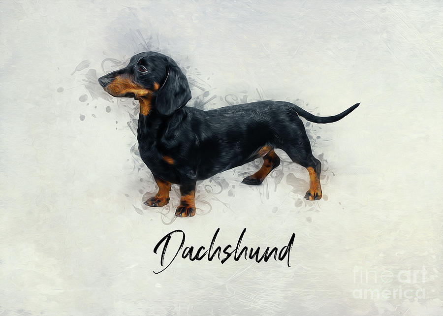 Dachshund  Digital Art by Ian Mitchell