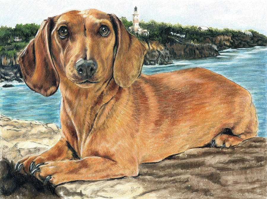 Dachshund In The Bay Painting by Barbara Keith
