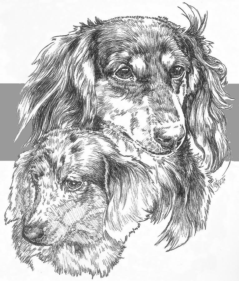 Dachshund - Long-hair and Pup Drawing by Barbara Keith