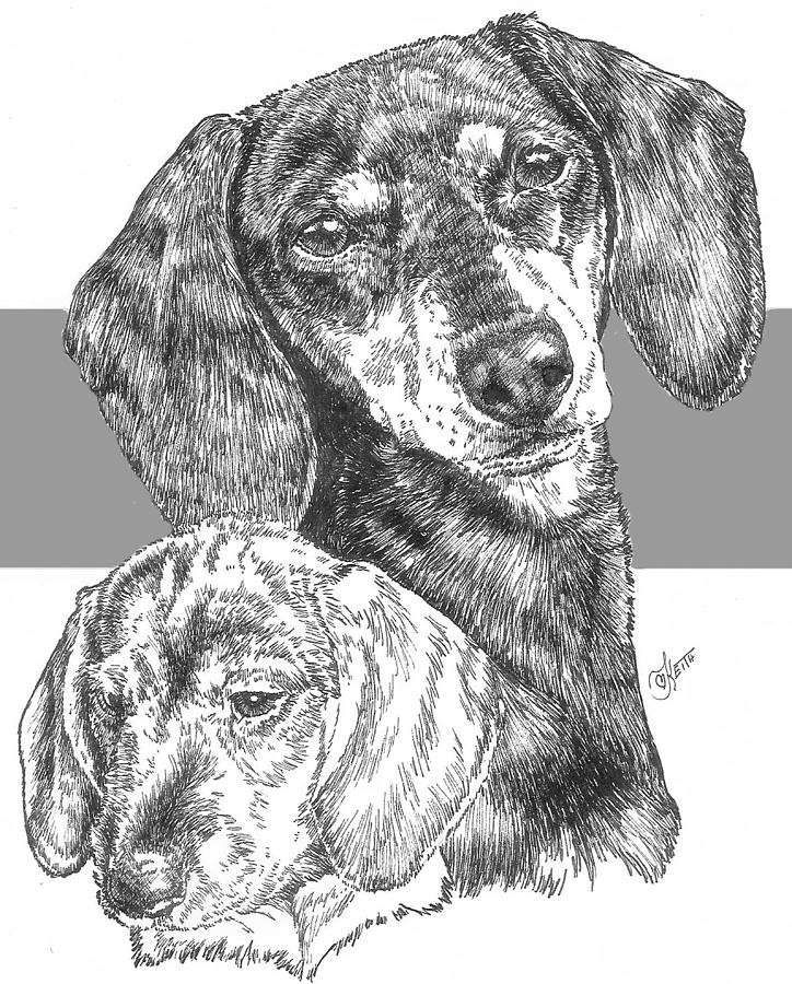 Dachshund Smooth Coat and Pup Drawing by Barbara Keith