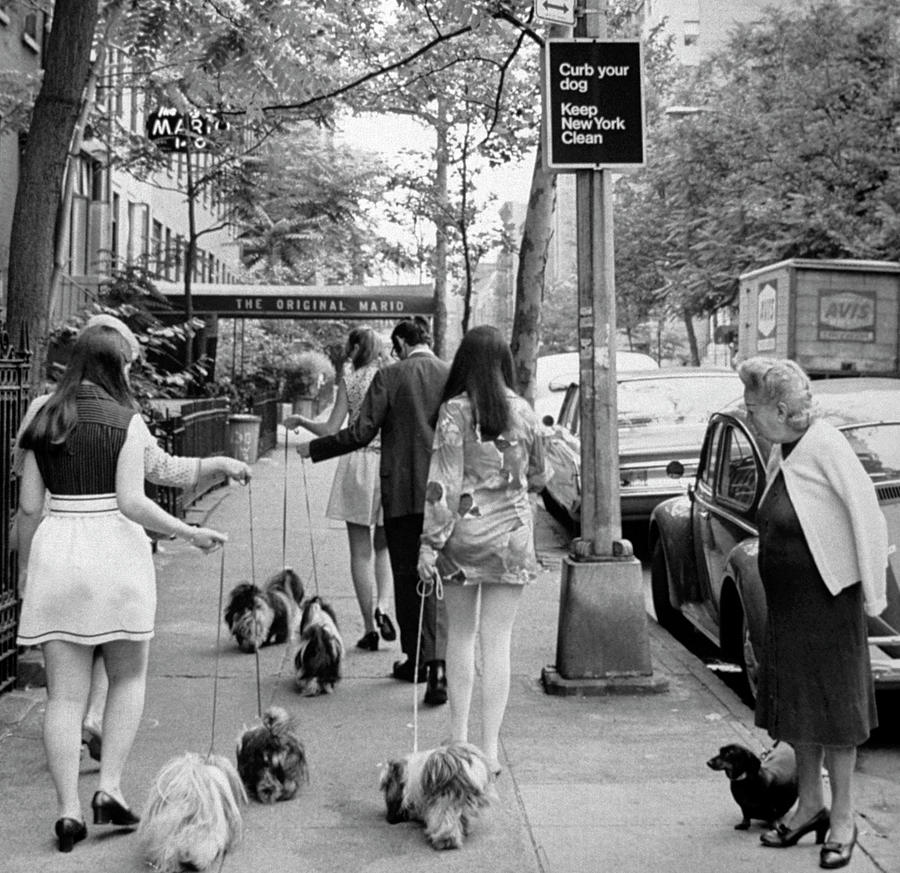 Dachshund Watching Little Shih Tzus Go B Photograph by Yale Joel Dachshund Watching Little Shih Tzus Go B Photograph by Yale Joel