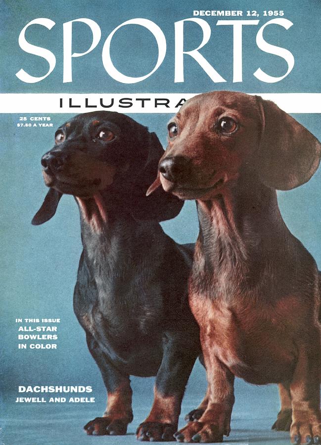 Dachshunds Sports Illustrated Cover Photograph by Sports Illustrated