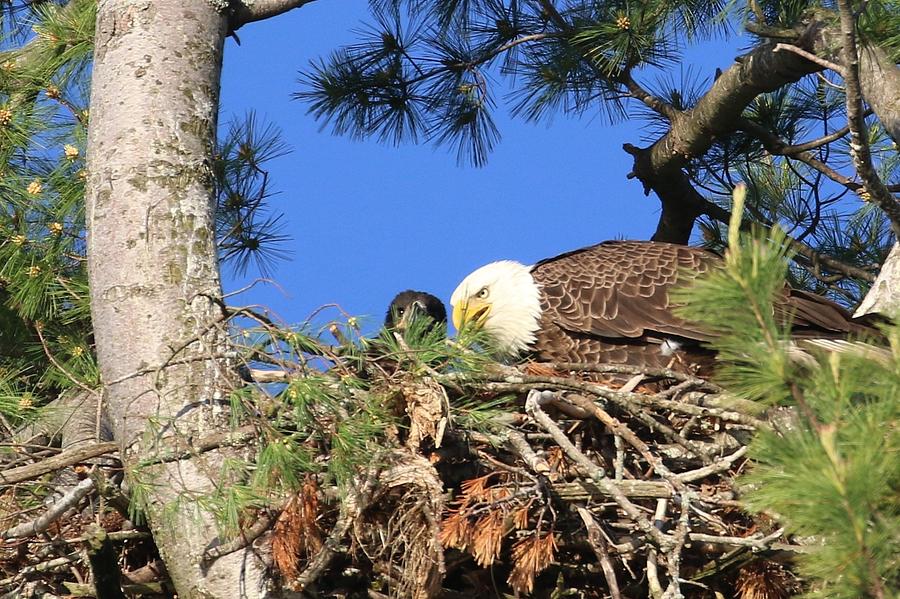 Dad and Eaglet Eating Photograph by Debbie Storie - Fine Art America