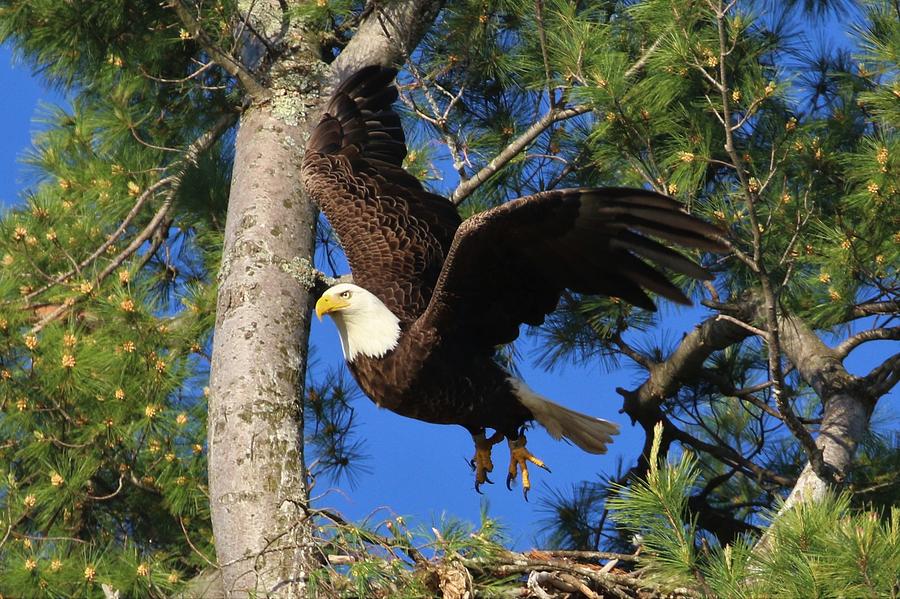 Dad Taking Flight Photograph by Debbie Storie - Fine Art America