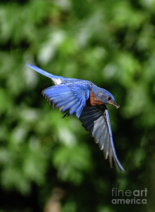 Daddy Is Coming - Eastern Bluebird Photograph