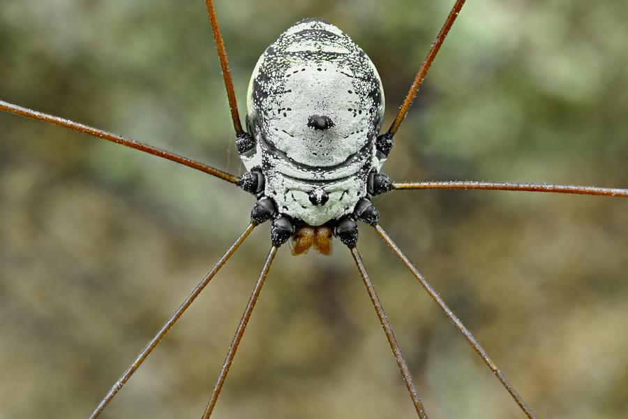 Spider Photograph - Daddy Longlegs by Donald Jusa