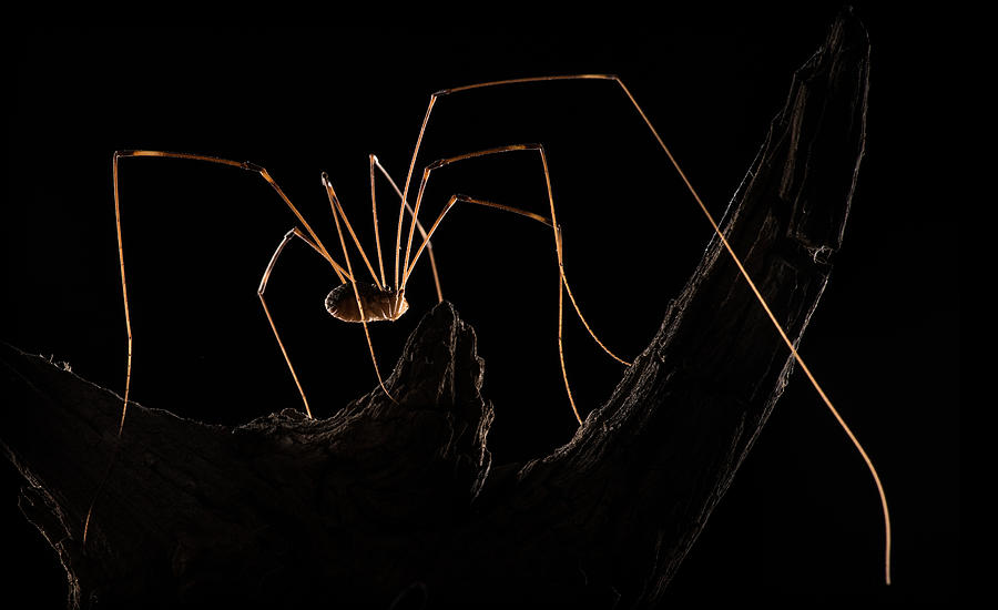 Nature Photograph - Daddy Longlegs by Victor Mozqueda