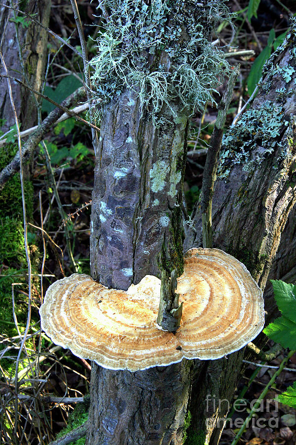 Daedaleopsis Confragosa Fungus Photograph by Dr Keith Wheeler/science Photo Library