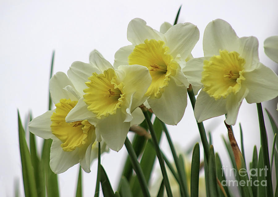 Daffadowndilly Daffodils Photograph by Karen Adams