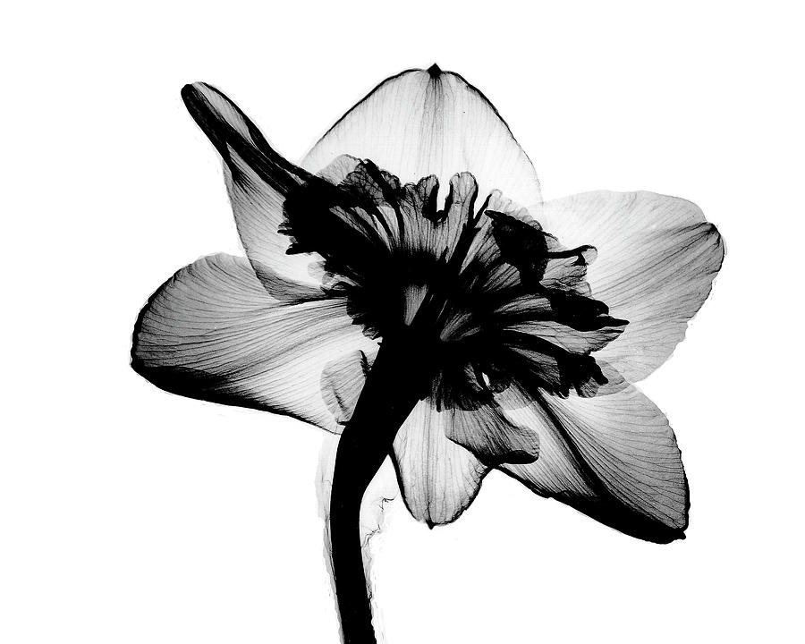 Daffodil #1 X-ray Photograph by Bert Myers