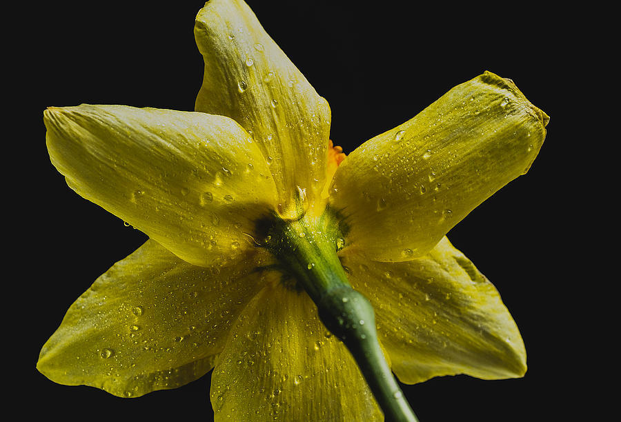 Daffodil And Water Drops Photograph