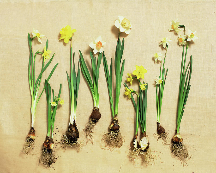 Daffodil Blooms And Bulbs Photograph by Lisa Hubbard