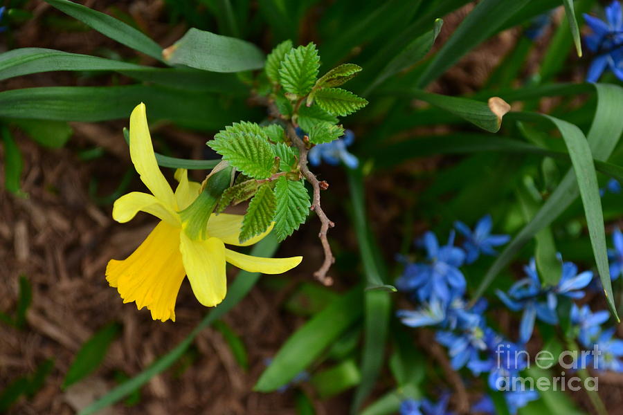 Daffodil - Central Park New York Photograph