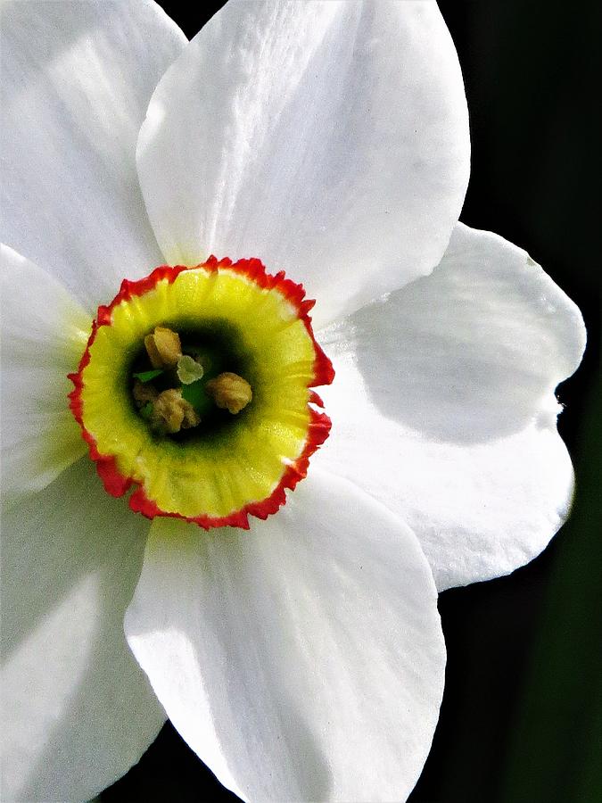 Daffodil Close Up  Photograph by Lori Frisch