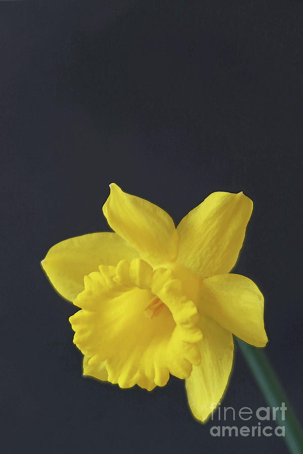 Daffodil Delight Photograph by Ann Horn