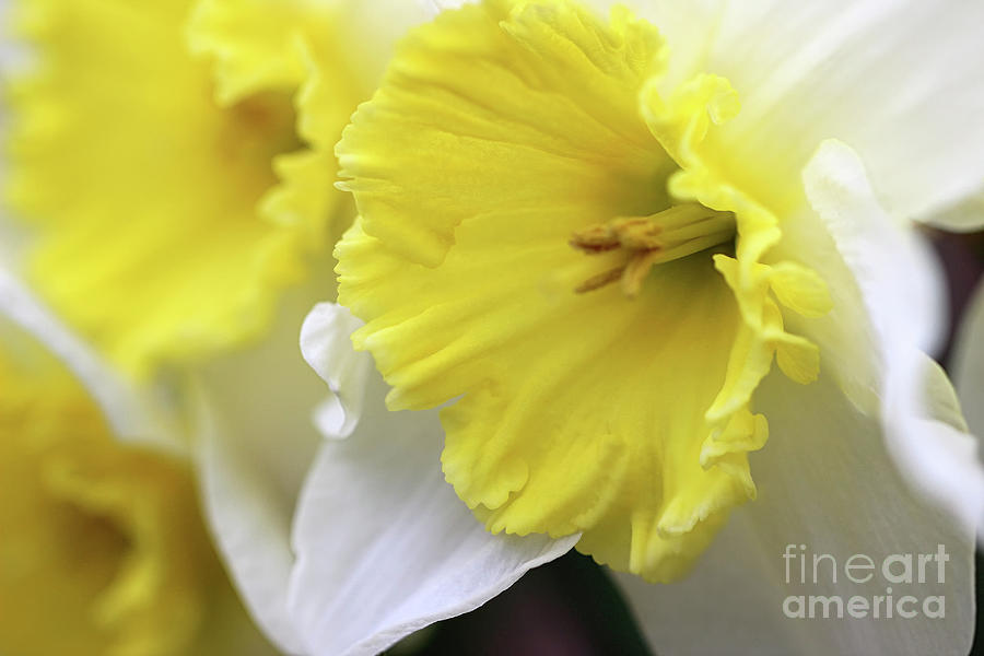 Daffodil Delight Photograph by Karen Adams