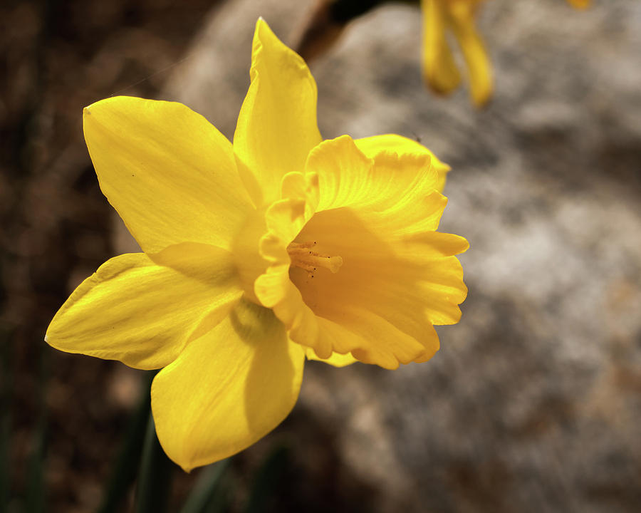 Daffodil Photograph by Dorothy Cunningham