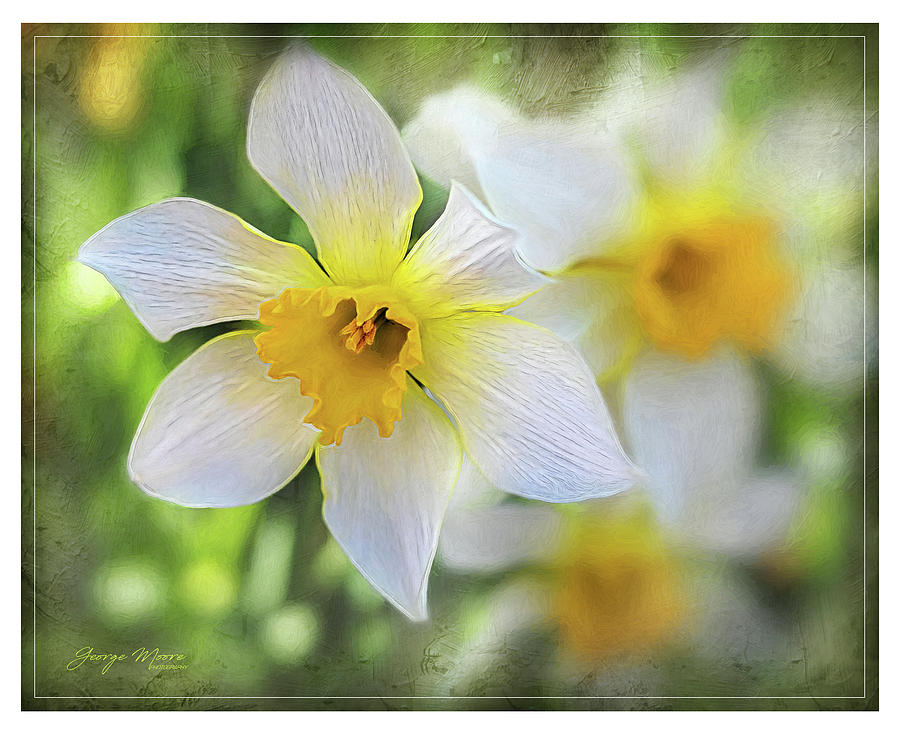 Daffodil Dreams Photograph by George Moore