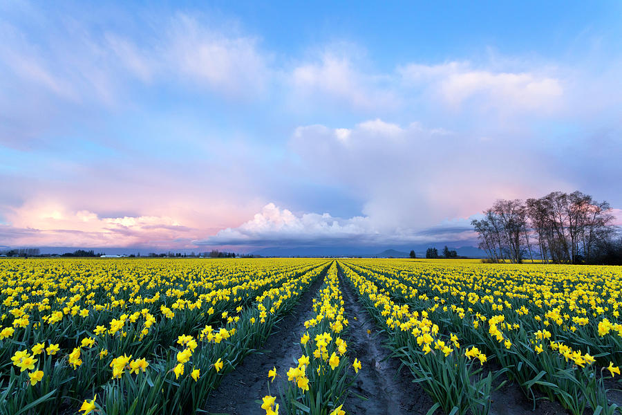 Daffodil Field And Sunset Photograph by Justinreznick