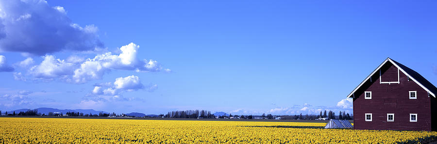 Daffodil Field Photograph by Jameslee999