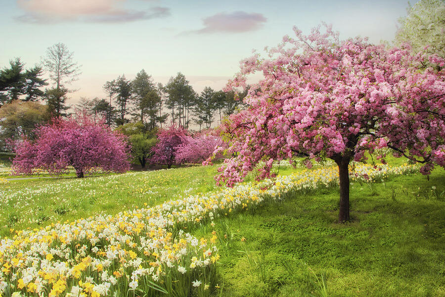 Nature Photograph - Daffodil Heaven by Jessica Jenney