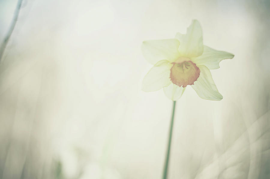 Daffodil Photograph by Images By Victoria J Baxter