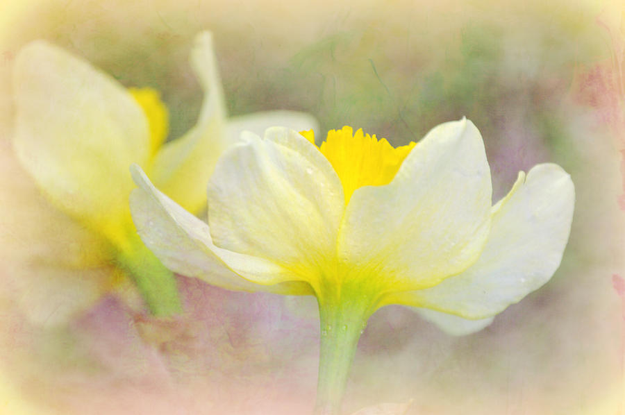 Daffodil in a Dream Photograph by Gaby Ethington