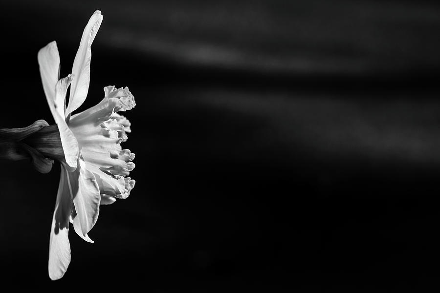 Daffodil in black and white Photograph by Glenn DiPaola