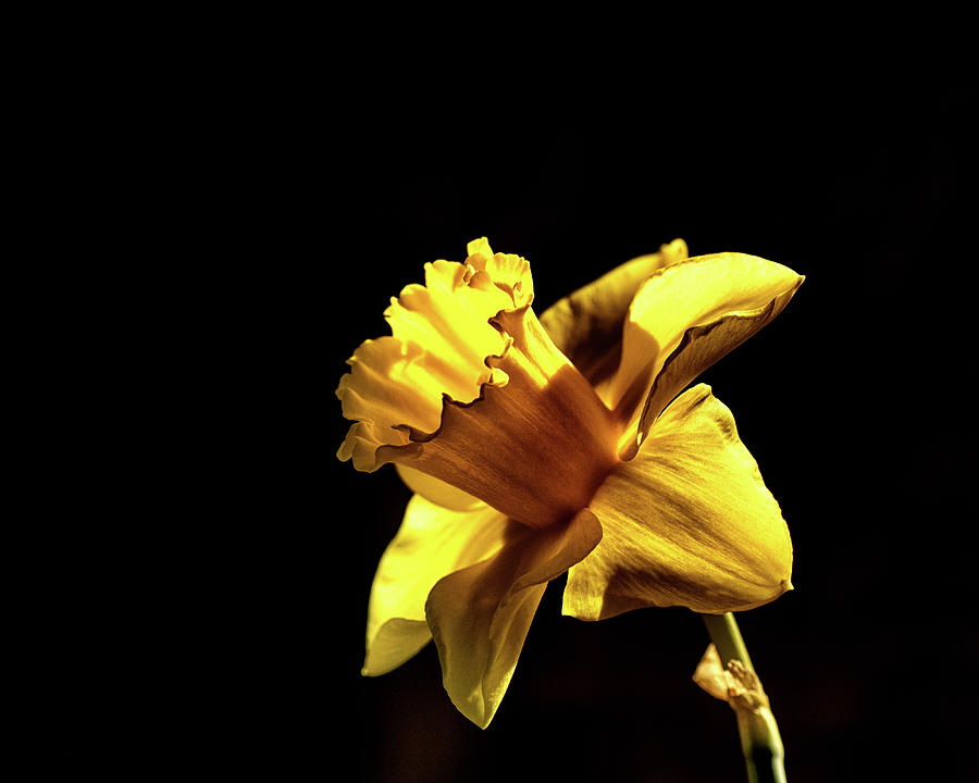 Flowers Still Life Photograph - Daffodil In Darkness 2 by Sue Capuano