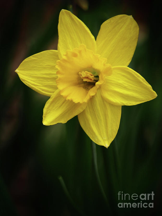 Daffodil In The Garden Shadows Photograph by Dorothy Lee