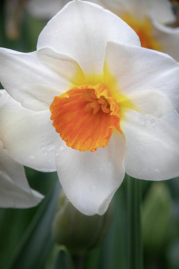 Daffodil in the Rain by TL Wilson Photography Photograph by Teresa Wilson