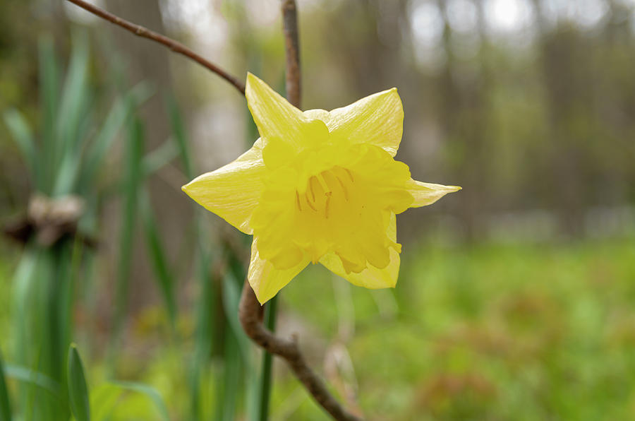 Daffodil In The Woods 2 Photograph