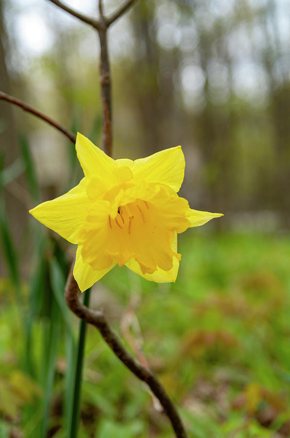 Daffodil In The Woods Photograph