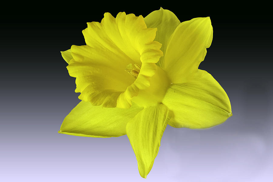 Still Life Photograph - Daffodil by Jlloydphoto